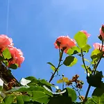 Studio Les Hortensias